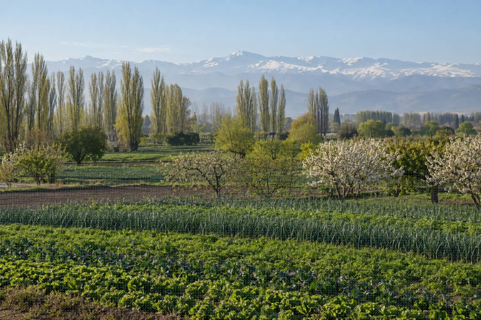 Campos verdes y choperas de la Vega de Granada en primavera con Sierra Nevada al fondo