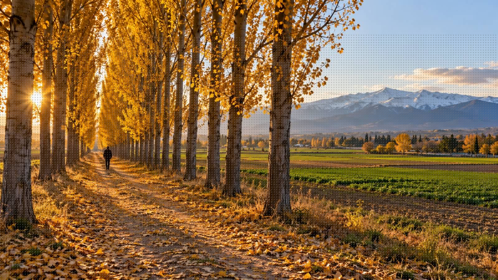 Choperas con hojas amarillas en otoño junto al río Genil, en la Vega de Granada, con Sierra Nevada al fondo